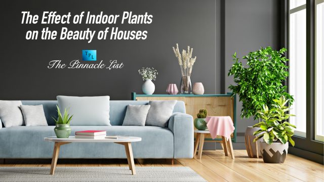 The Effect of Indoor Plants on the Beauty of Houses