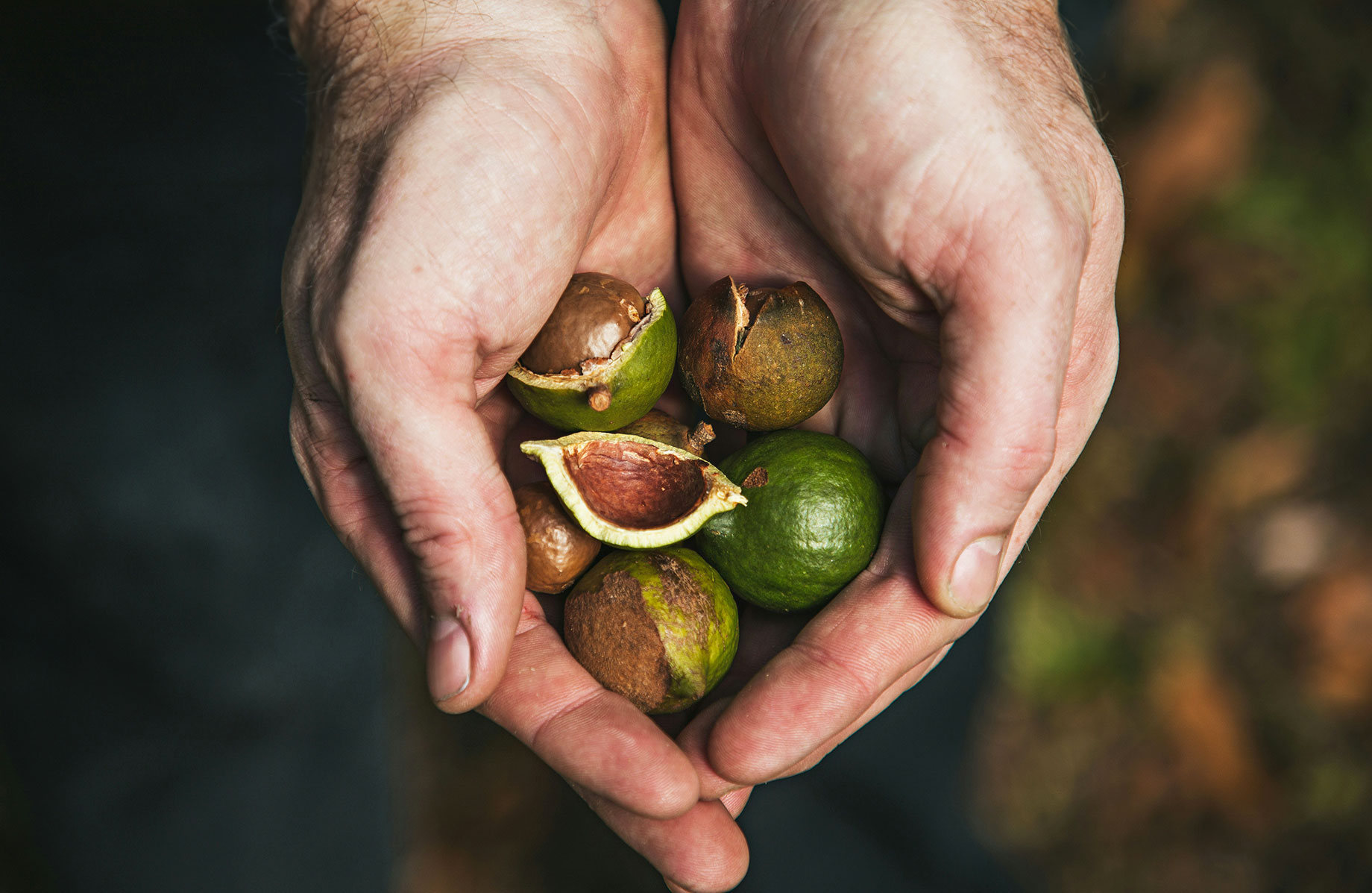 Person Holding Green and Brown Round Fruits