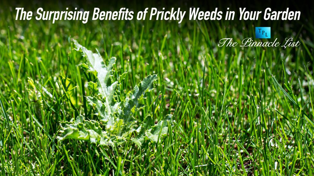 The Surprising Benefits of Prickly Weeds in Your Garden – The Pinnacle List