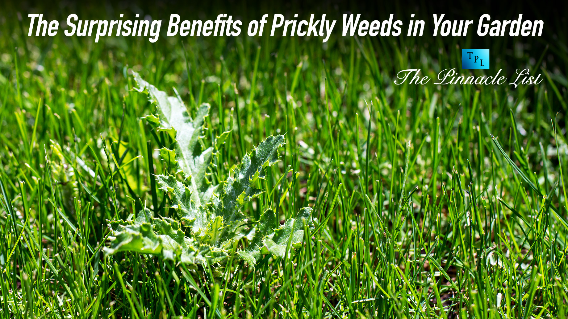 The Surprising Benefits of Prickly Weeds in Your Garden