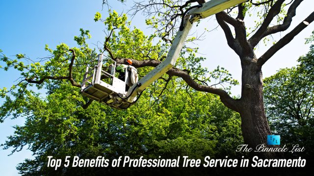 Top 5 Benefits of Professional Tree Service in Sacramento