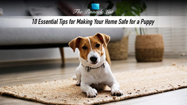 10 Essential Tips for Making Your Home Safe for a Puppy