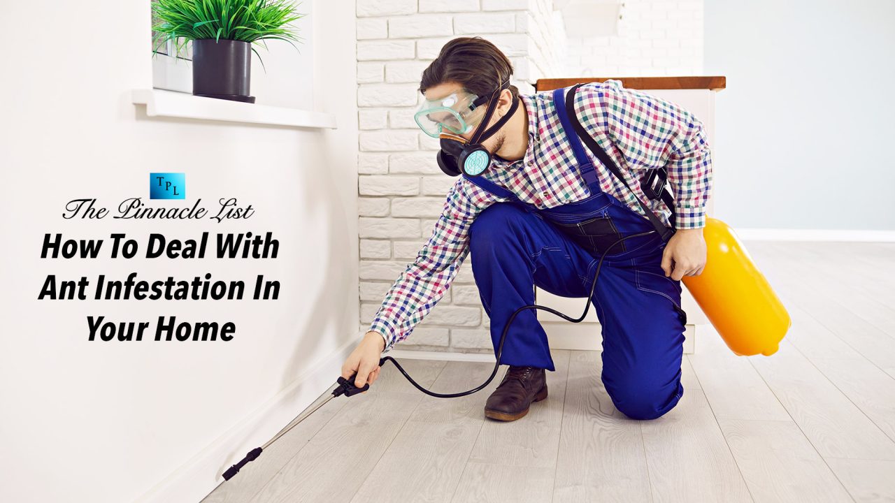 Infested House How To Deal With Ant Infestation In Your Home – The Pinnacle List