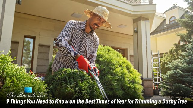 9 Things You Need to Know on the Best Times of Year for Trimming a Bushy Tree