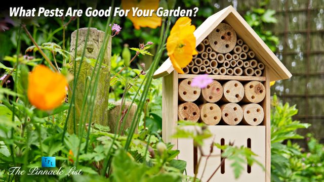 What Pests Are Good For Your Garden?