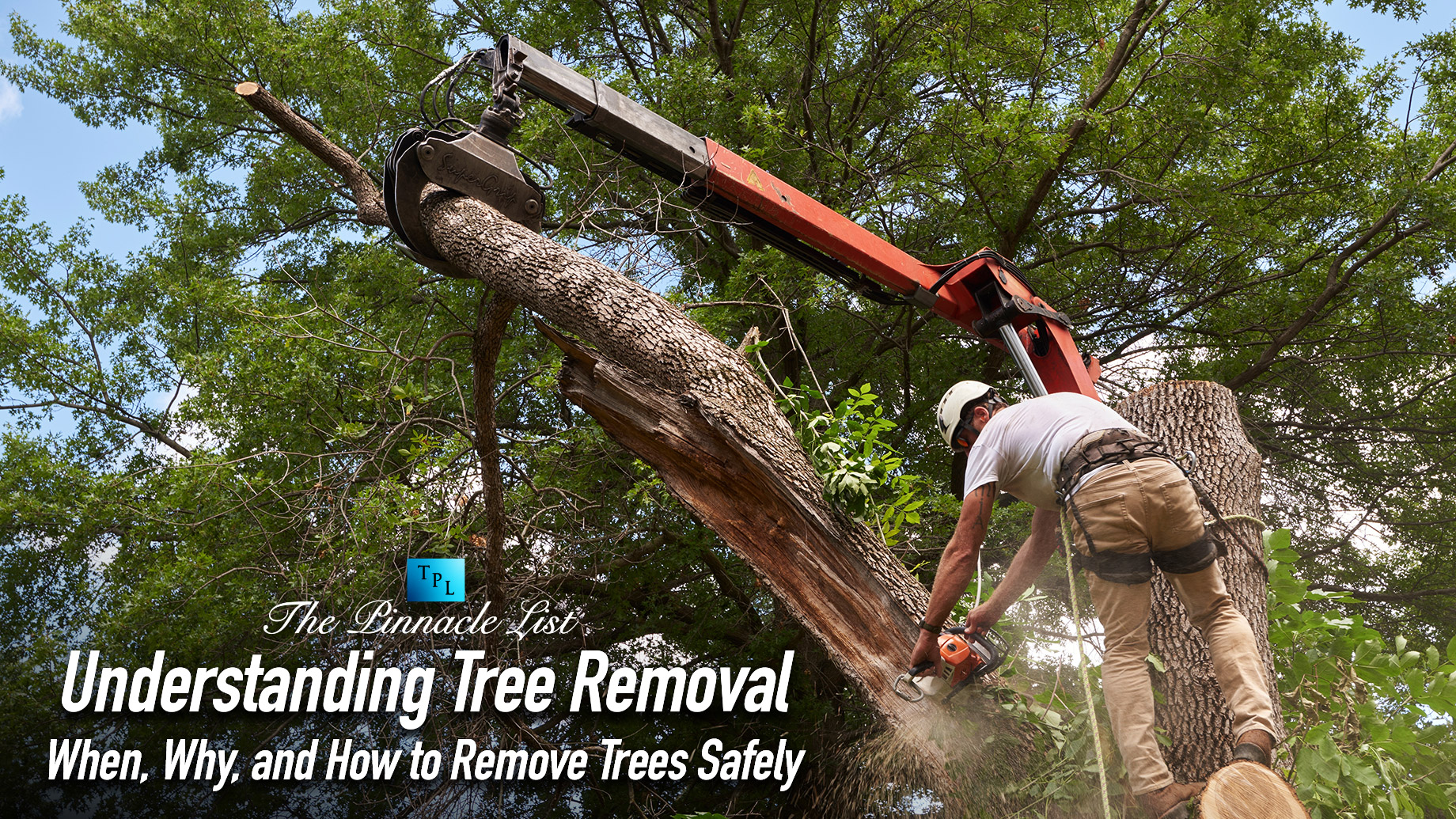 Understanding Tree Removal: When, Why, and How to Remove Trees Safely
