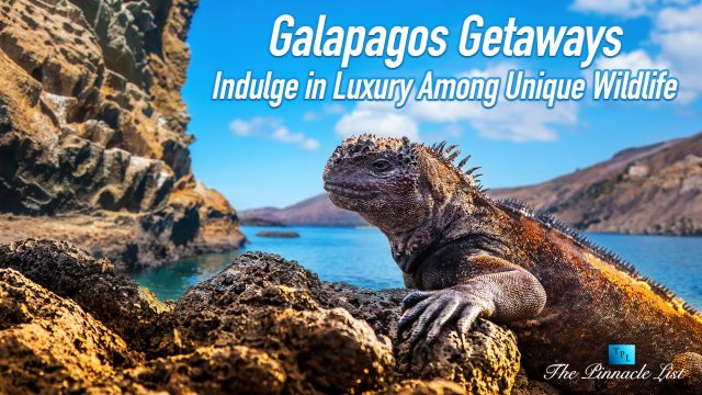 Galapagos Getaways: Indulge in Luxury Among Unique Wildlife