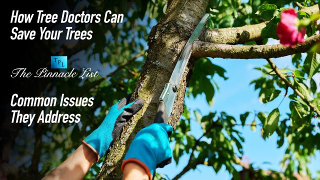 How Tree Doctors Can Save Your Trees: Common Issues They Address