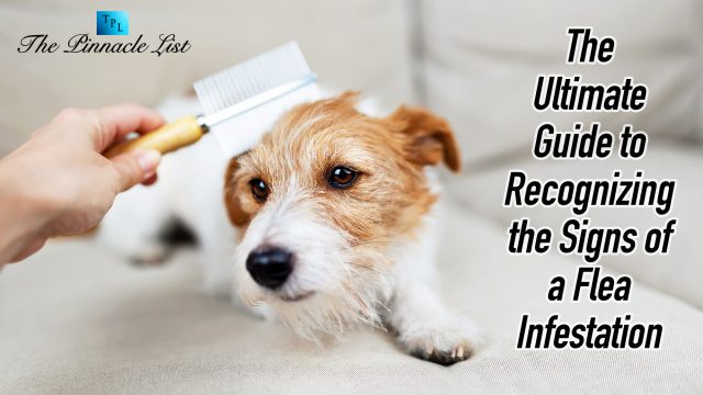 The Ultimate Guide to Recognizing the Signs of a Flea Infestation