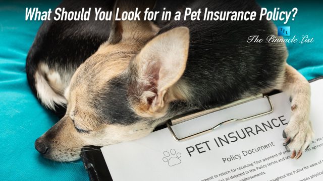What Should You Look for in a Pet Insurance Policy?