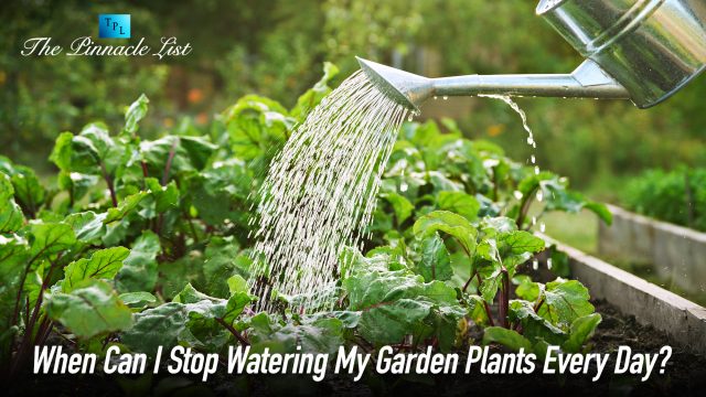 When Can I Stop Watering My Garden Plants Every Day?