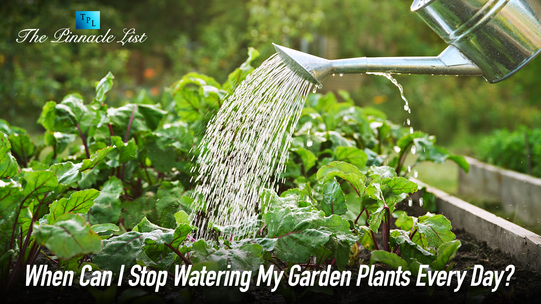 When Can I Stop Watering My Garden Plants Every Day The Pinnacle List when-can-i-stop-watering-my-garden-plants-every-day-the-pinnacle-list