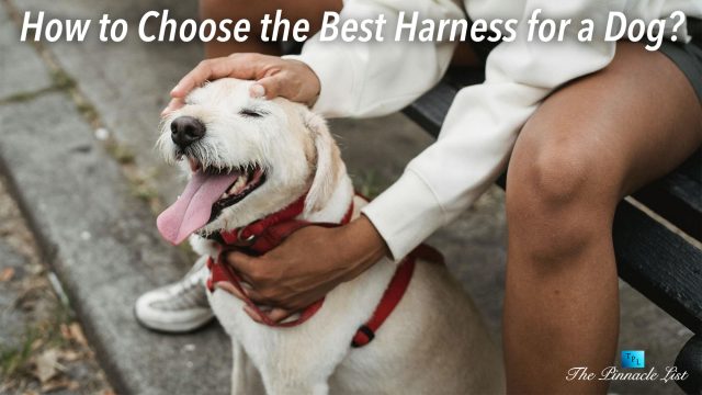 How to Choose the Best Harness for a Dog?