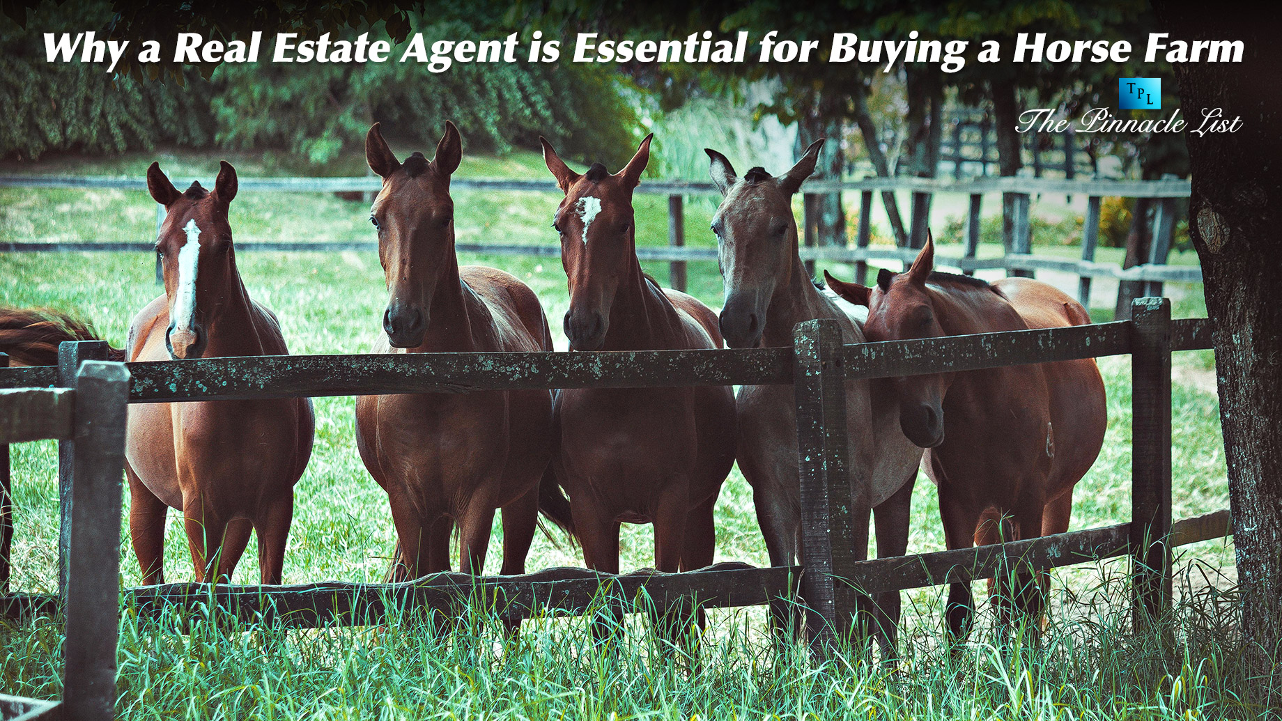 Why a Real Estate Agent is Essential for Buying a Horse Farm