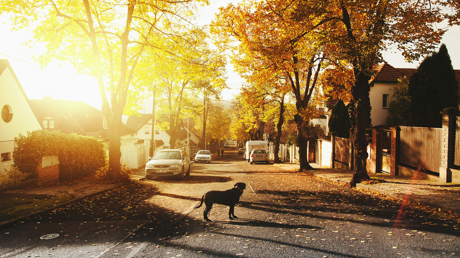 Sun Shining on a Neighborhood with a Dog on the Street with Autumn Leaves Falling