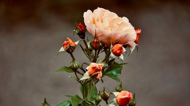 Rose