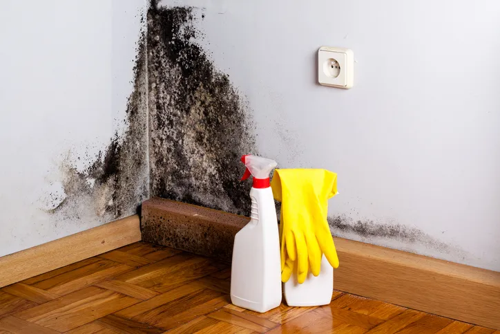 mold test