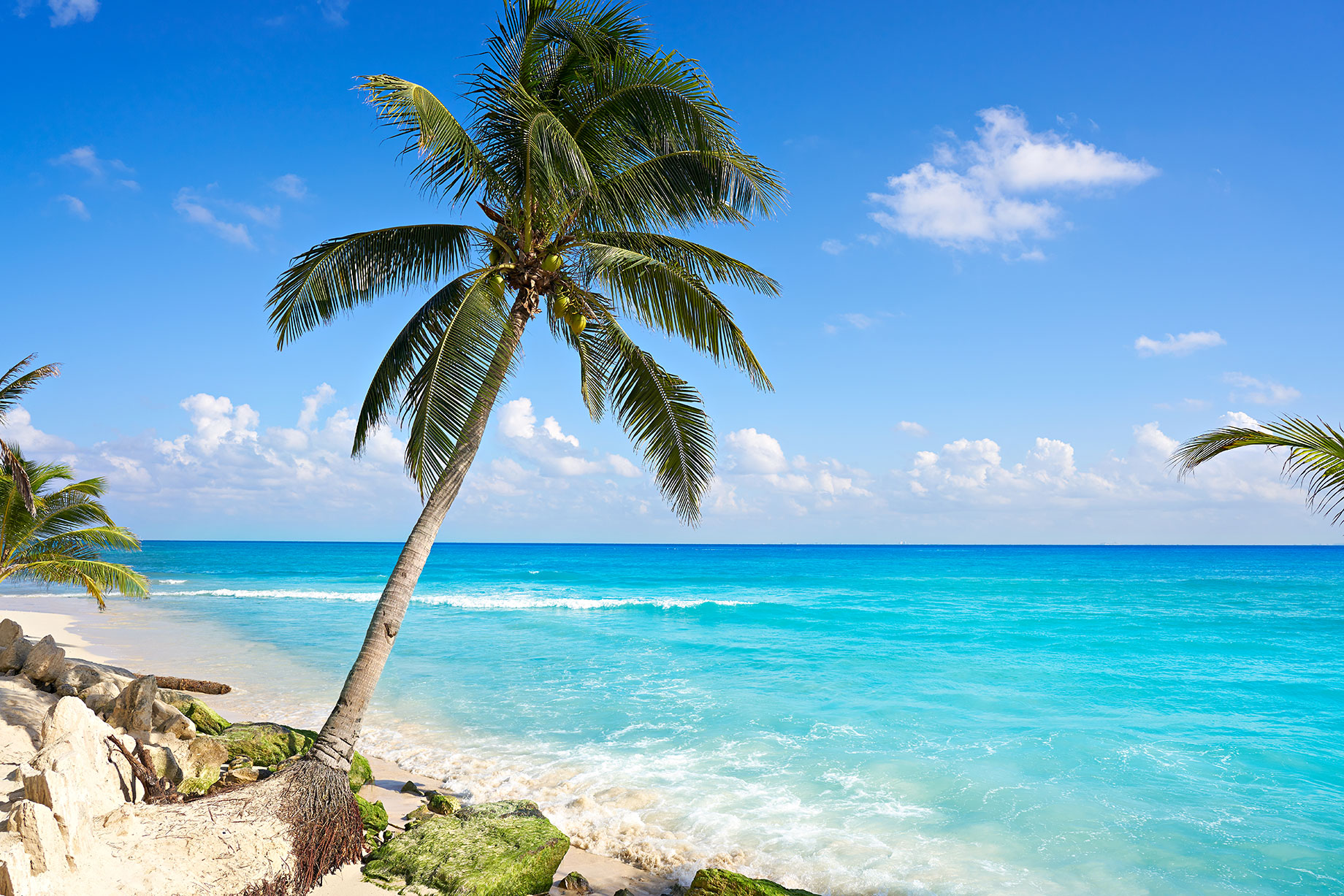 Beach Palm Trees in Riviera Maya Caribbean of Mexico in Playa del Carmen