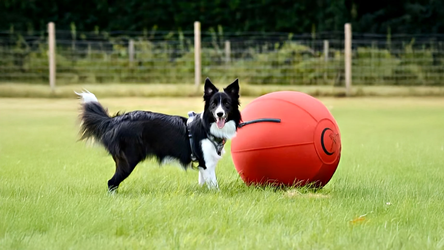 A Border Collie joyfully pushing a large, durable CollieBall across a lush green lawn in a spacious backyard, showcasing the dog's engagement and the toy's rugged design.