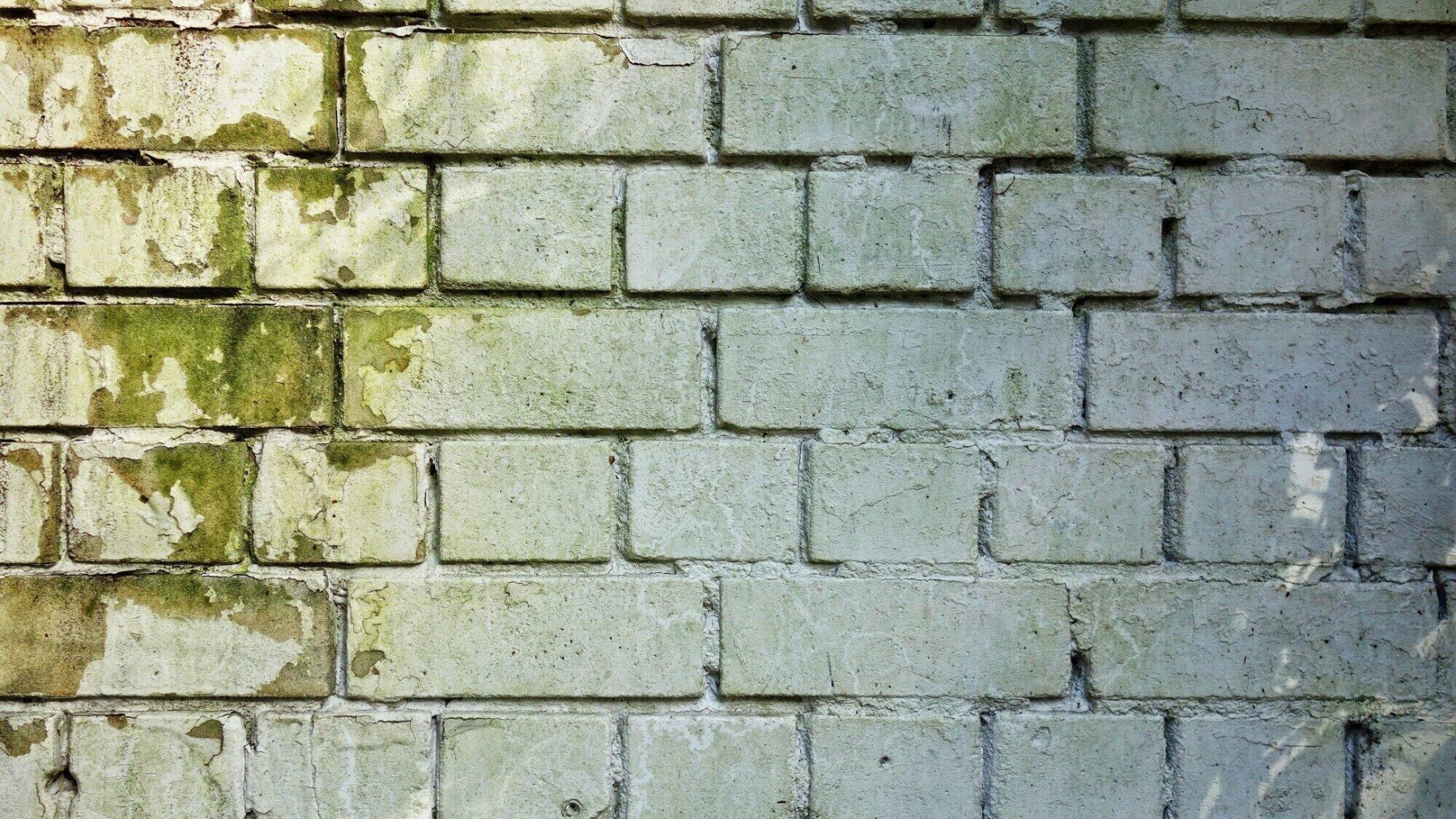 Everything You Need to Know About Household Mold Exposure