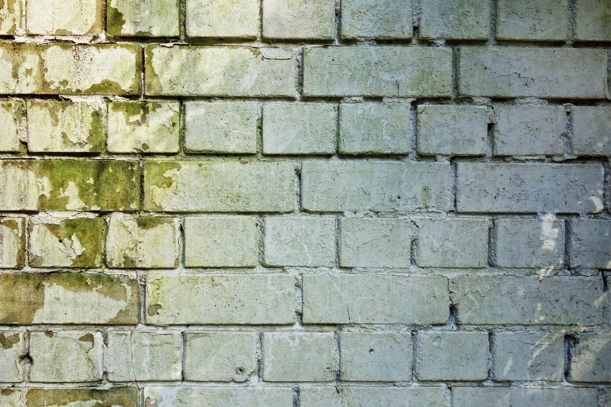 Everything You Need to Know About Household Mold Exposure