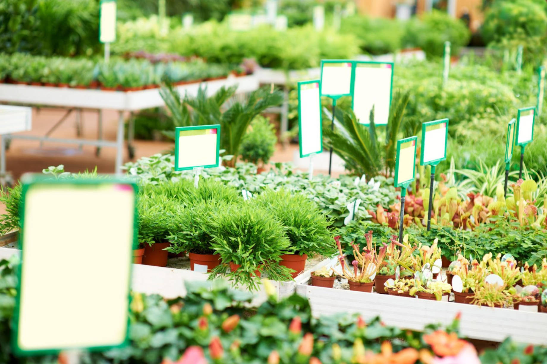 Choosing Plants at the Plant Shop