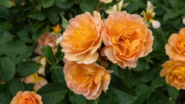 Honey Perfume Rose Flowers in a Garden
