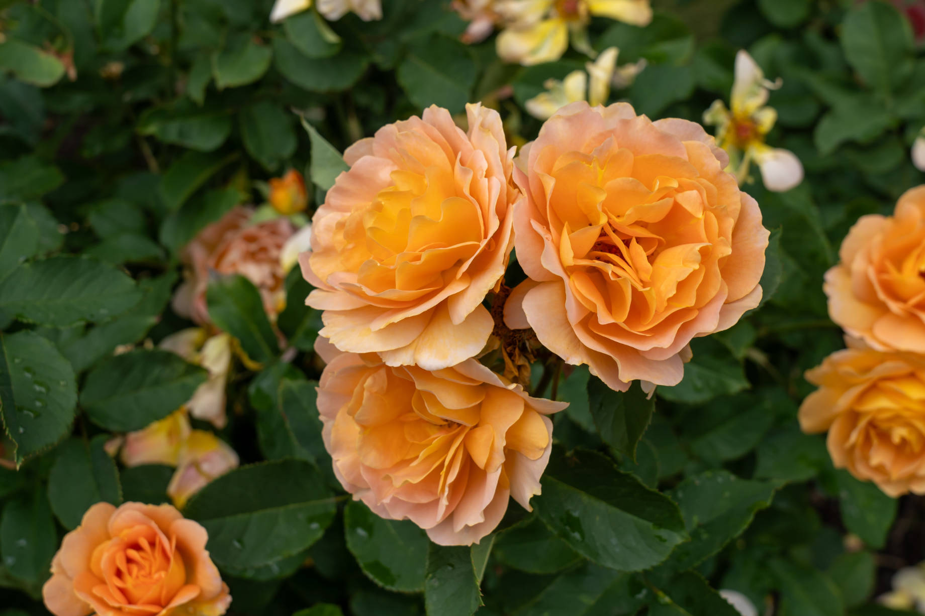 Honey Perfume Rose Flowers in a Garden