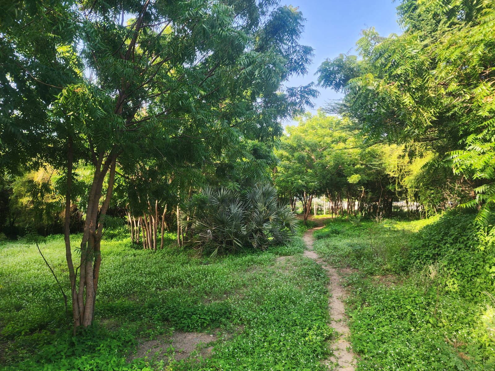 Lush Greenery on Open Lot of Land For Sale – Shela, Lamu Island, Kenya