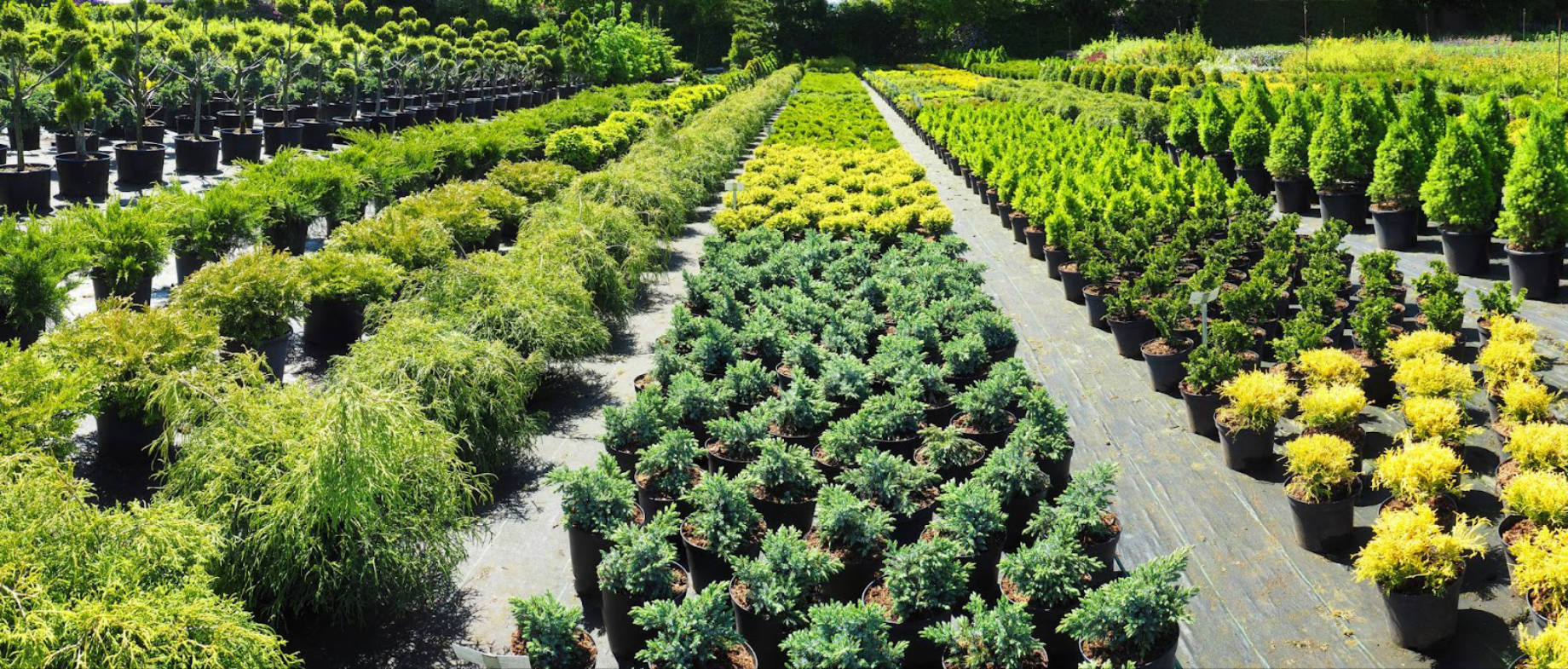 Rows of Plants at the Plant Shop