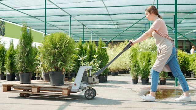 Woman Pushing a Cart with Thuja Bushes in Black Flowerpots at a Wholesale Plant Nursery