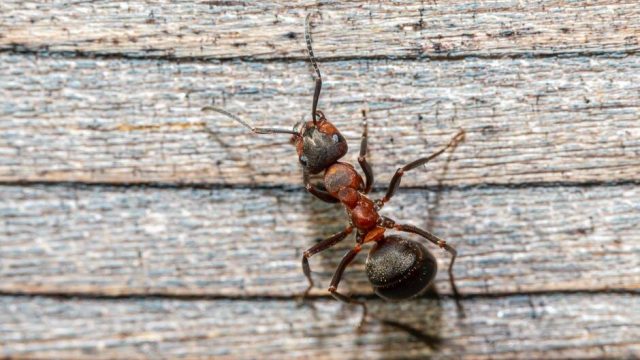 Professional Ant Control: Effective Solutions for Lasting Results