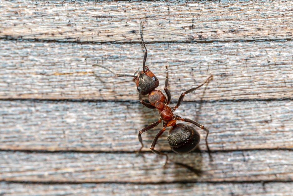 Professional Ant Control: Effective Solutions for Lasting Results