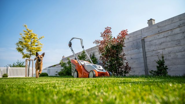 Lawn Mower on a Lush Green Lawn with a Dog