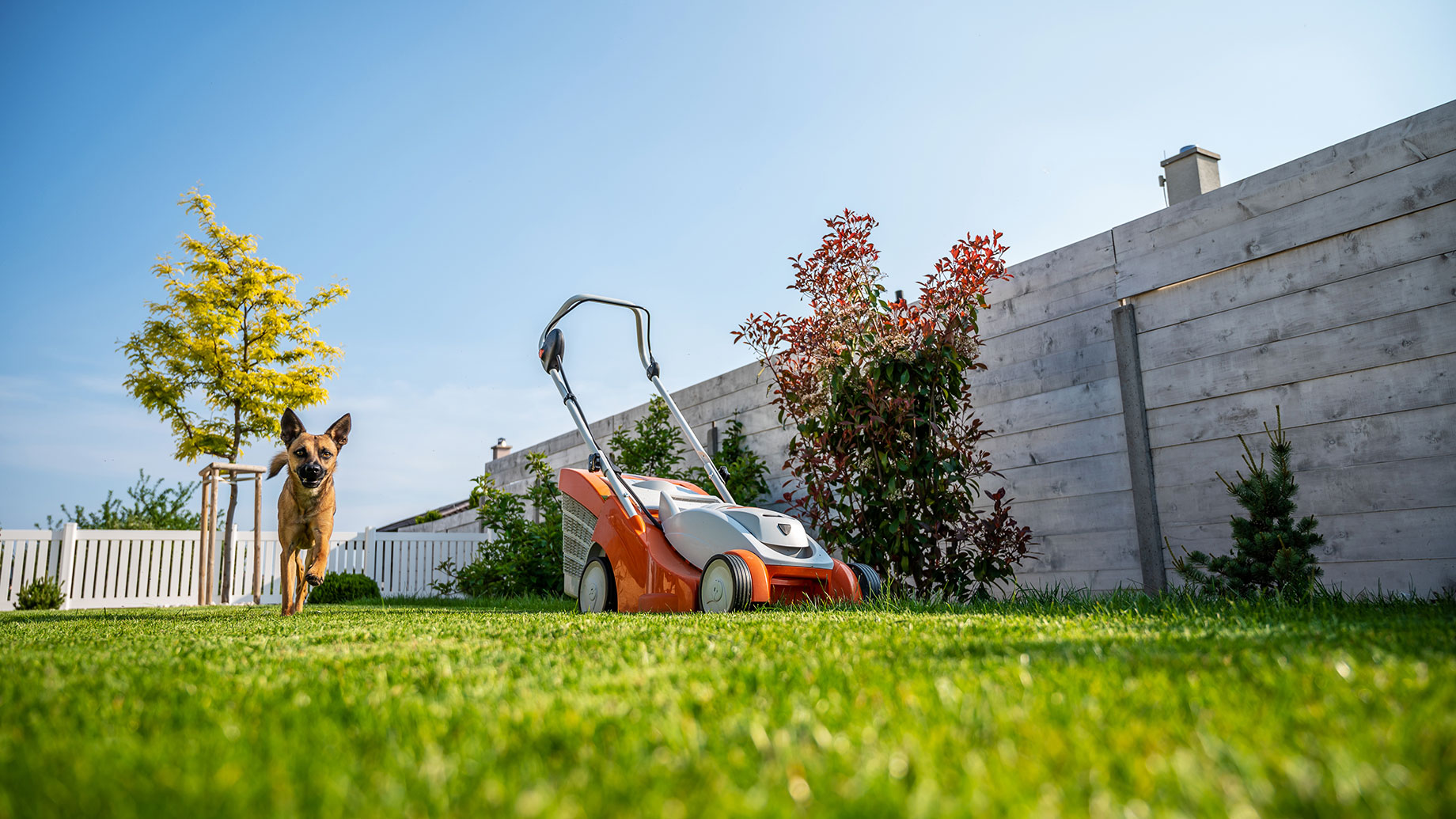 Lawn Mower on a Lush Green Lawn with a Dog