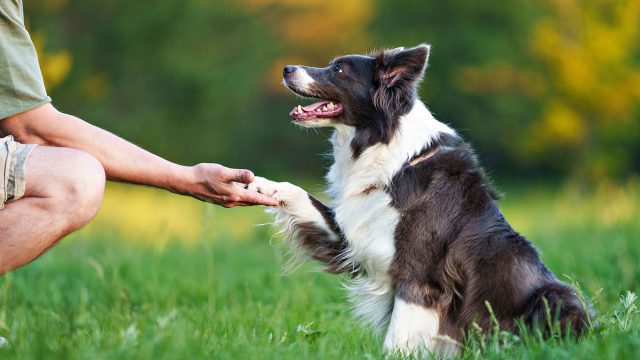 Training a Dog to Shake a Paw