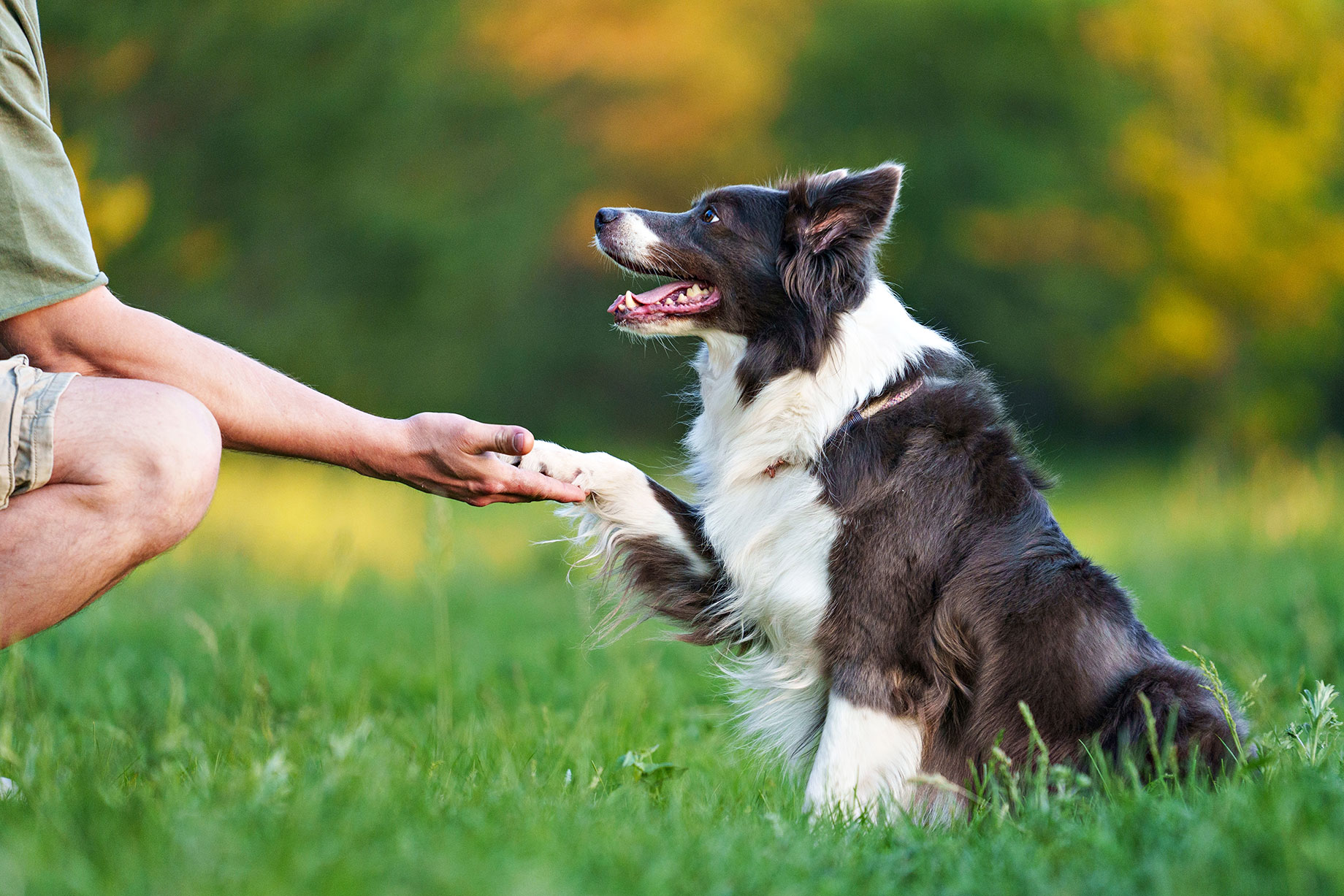 Training a Dog to Shake a Paw