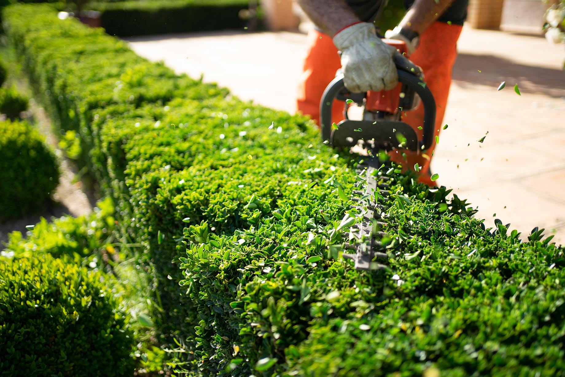 Hedge Trimming in Action