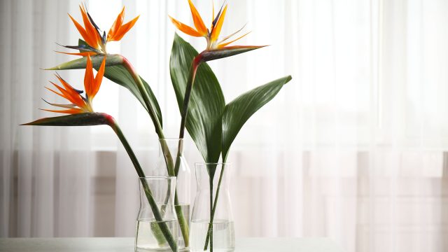 Bird of Paradise Tropical Flowers