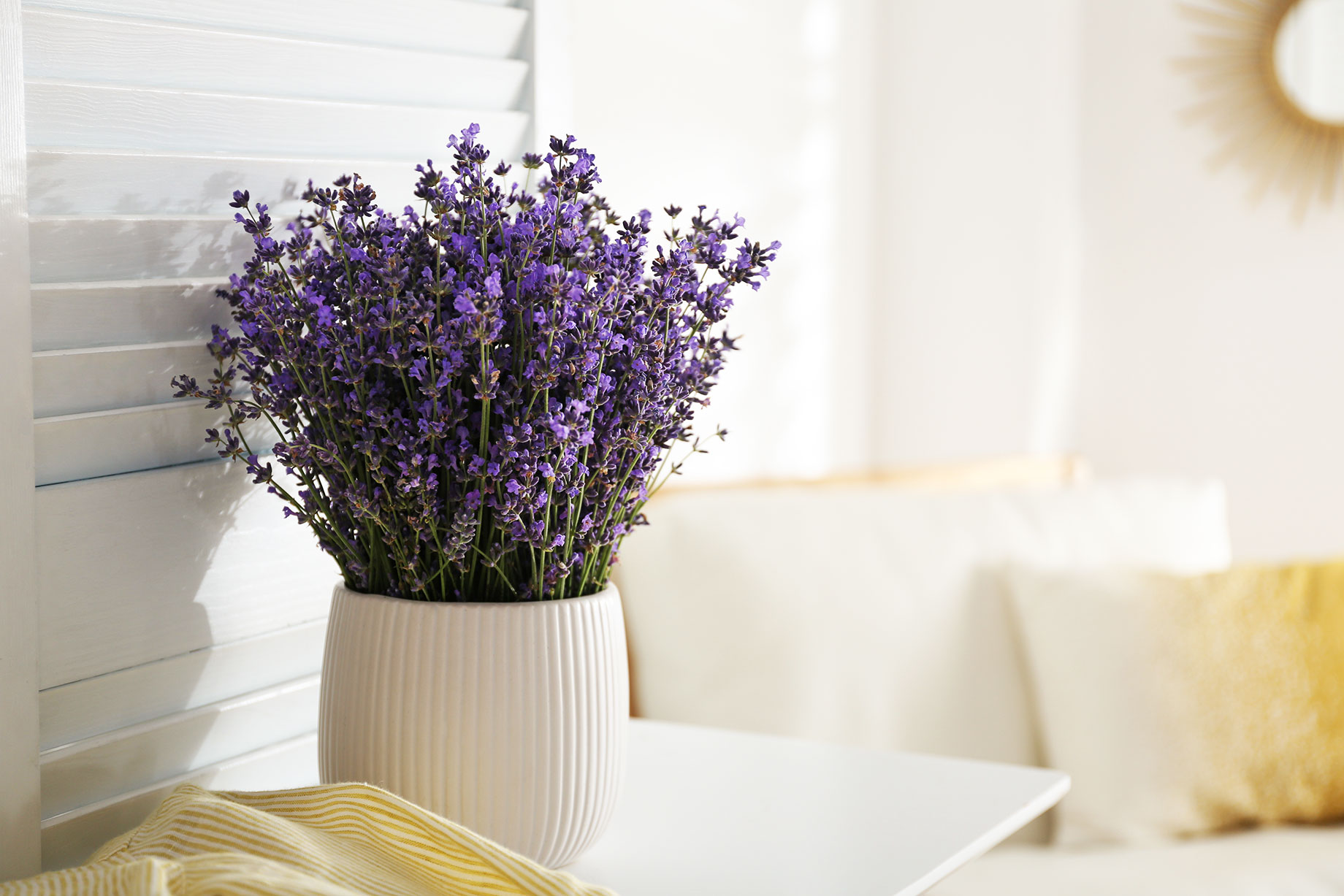 Lavender Plant