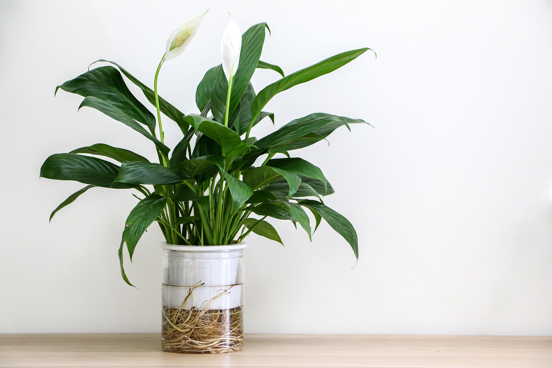 Peace Lily Plant