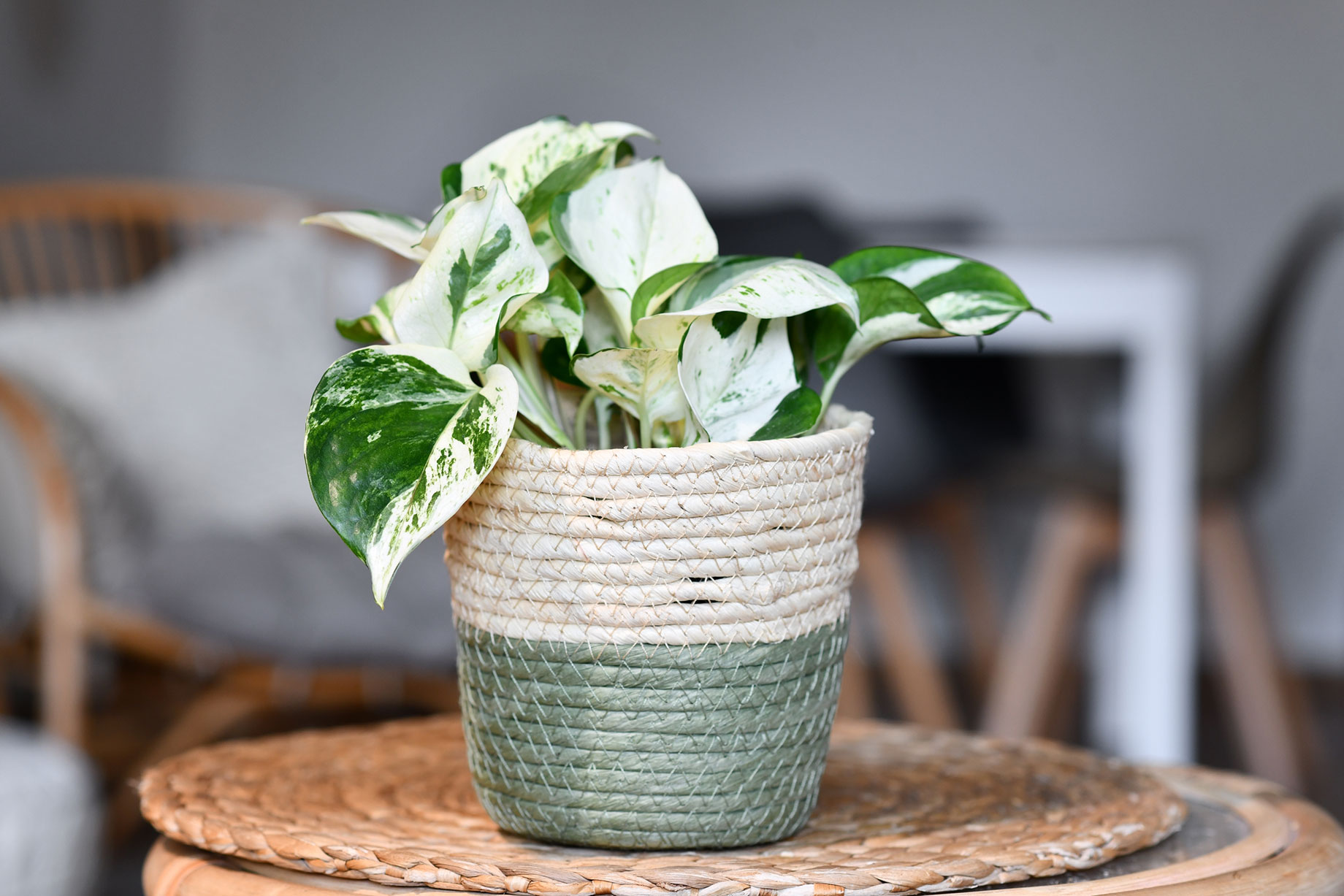 Pothos Plant