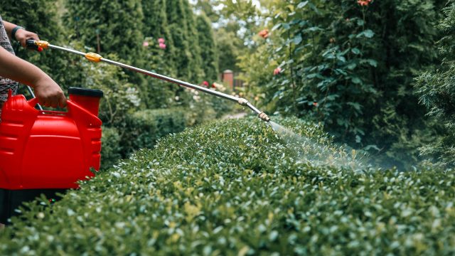 Pest Control Spray on Tree Garden
