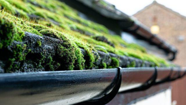 Roof with Thick Moss