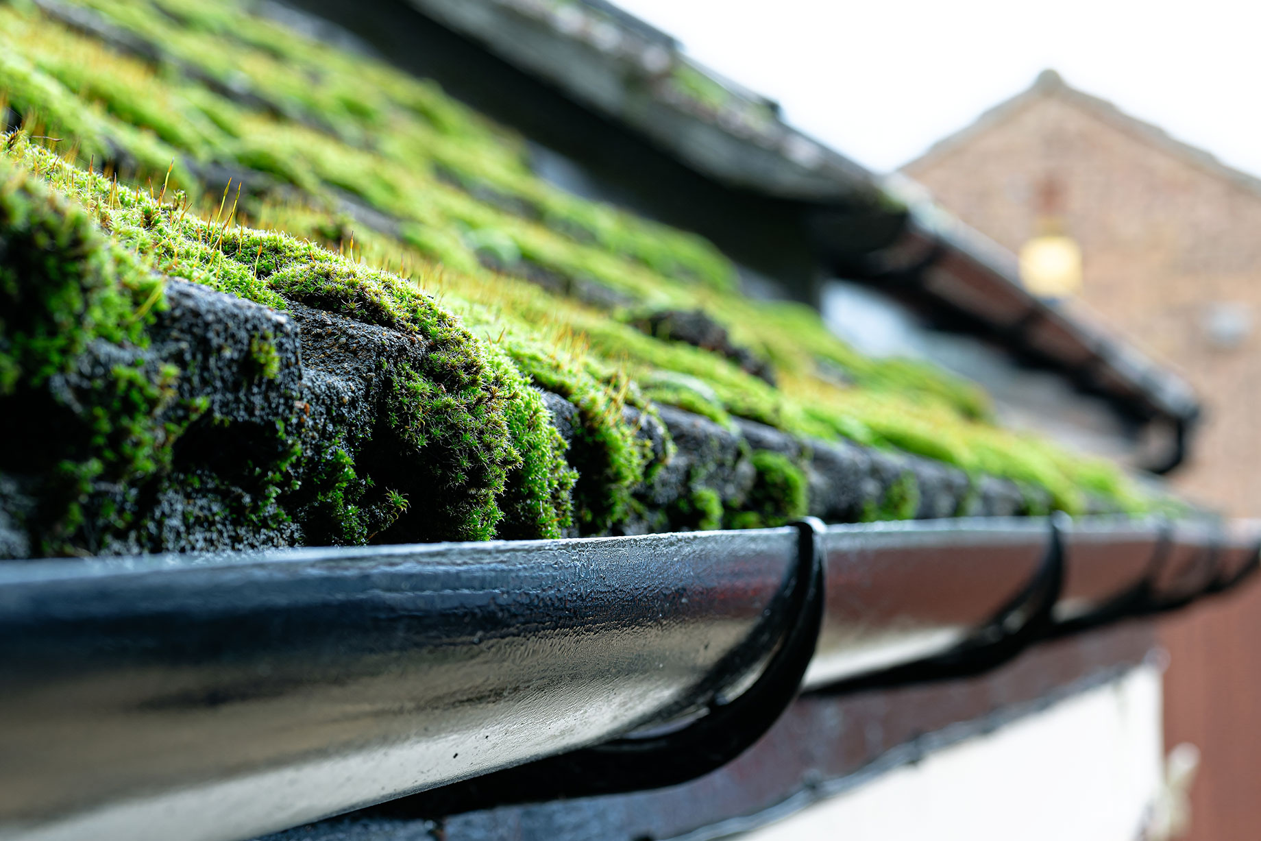 Roof with Thick Moss