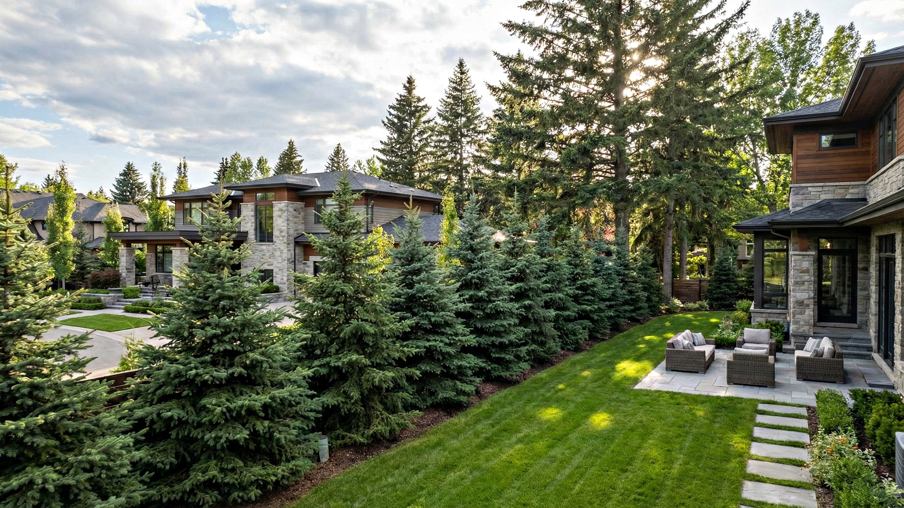 A row of tall, mature spruce trees forms a dense privacy screen and windbreak along the property line of a luxury home's backyard in Toronto, Canada. A well-maintained lawn and a stone patio with outdoor seating are visible, with sunlight filtering through the evergreen trees.