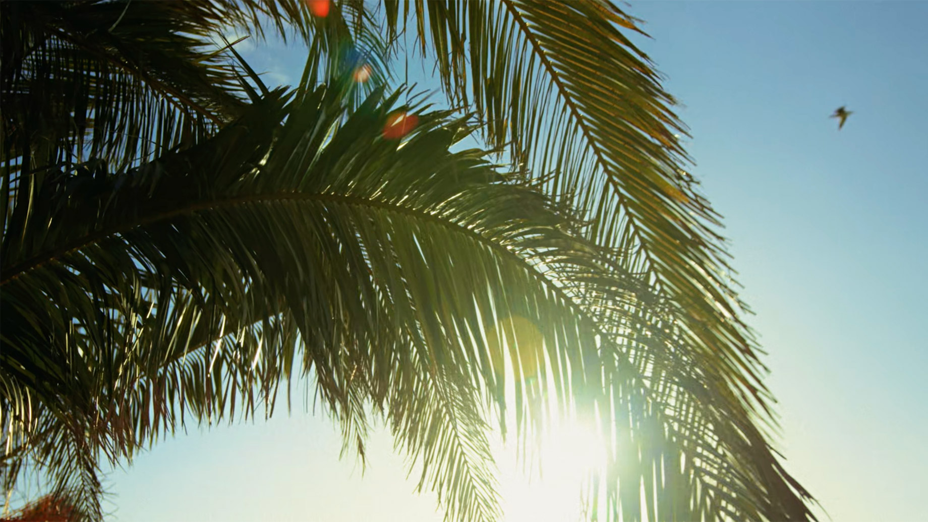 Abu Dhabi, Tara Park - Palm Tree and Sky - UAE New Development