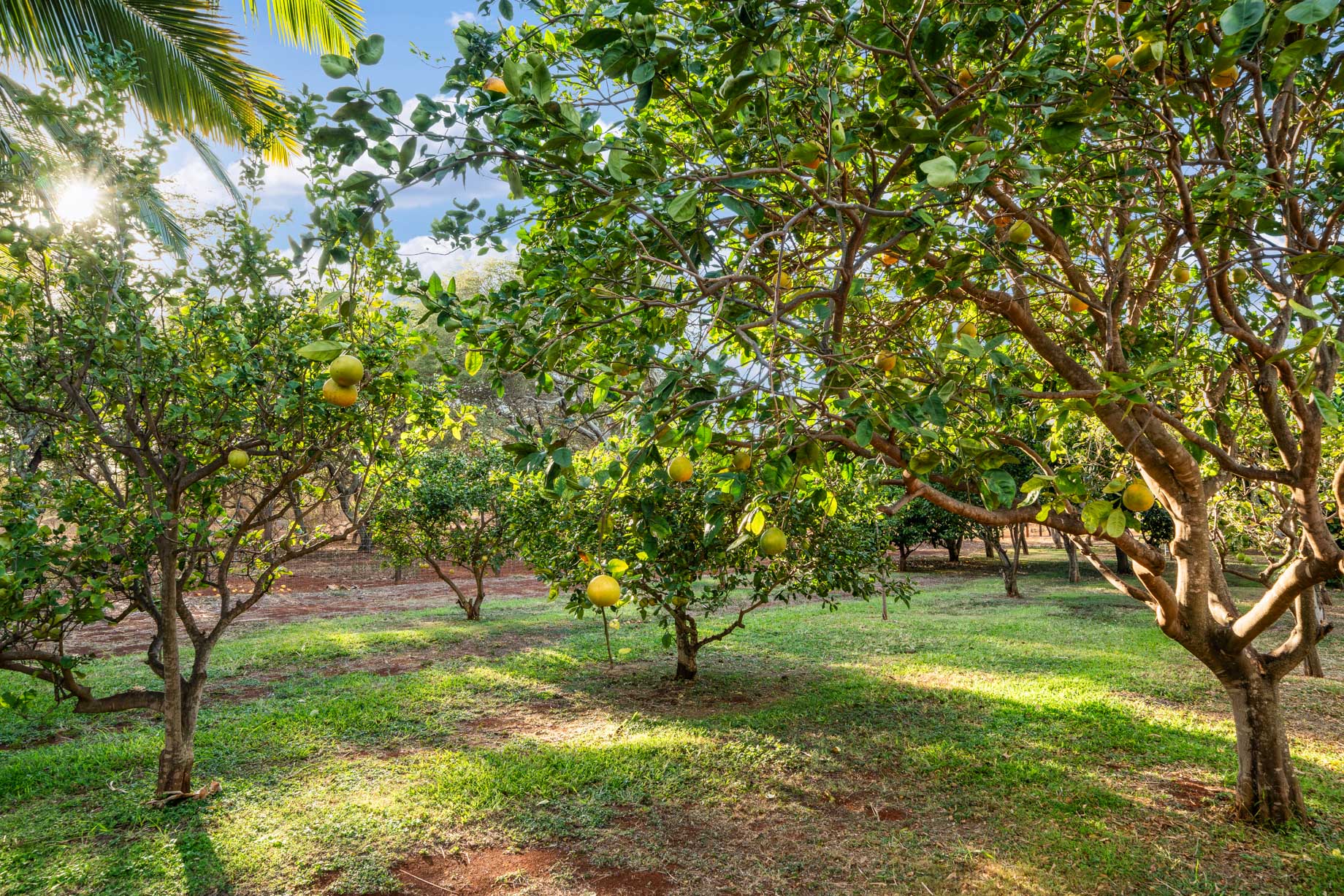 Papohaku Beach Estate – 3036 Kalua Koi Road, Maunaloa, Hawaii, USA – 40