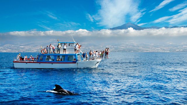 Whale Watching in Los Gigamtes, Tenerife, Canary Islands, Spain