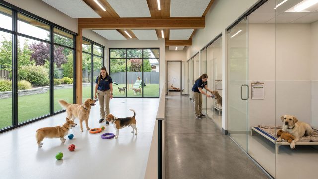 A bright, modern dog boarding facility showing attentive staff interacting with dogs. On the left, a staff member supervises a Corgi, Golden Retriever, and Beagle playing with toys in a spacious indoor area with large windows overlooking an outdoor play yard. On the right, a row of clean, glass-fronted suites is visible, with a staff member tending to a dog inside one, while a Yellow Labrador rests comfortably on an elevated bed in the foreground suite.